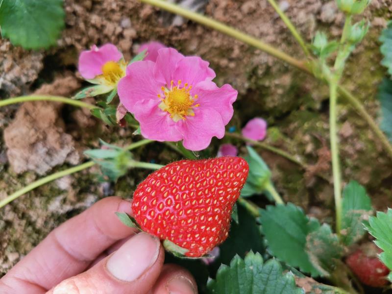 草莓疏花疏果操作示意图