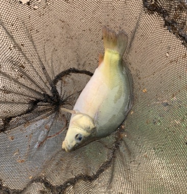 [鲤鱼批发]裸斑鲤鱼价格6.80元/斤 - 一亩田