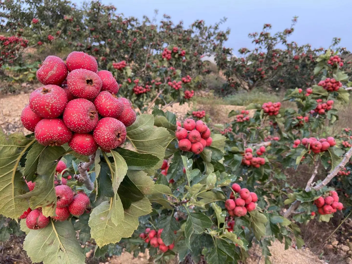 大金星山楂的果园种植场景