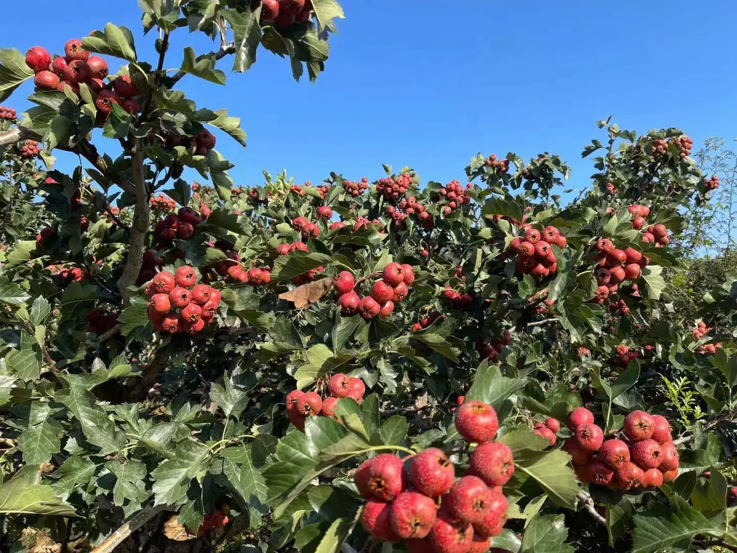 山楂与花椒原料特写：左侧为鲜红饱满的大金星山楂果实（直径2.5–3.2cm，果点细密，果肉粉红），右侧为深红油亮的韩城大红袍花椒籽粒（每粒带1–2枚黑色种子，表面布满凸起油腺点）
