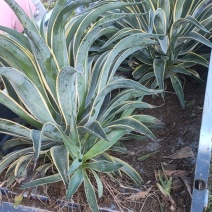 龙舌兰大棵需要的可以联系我