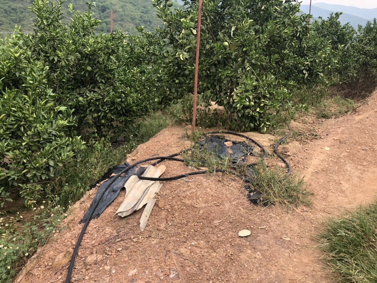 一名果农正在田间进行葡萄柚幼苗定植作业,背景为整齐的梯田果园,土壤已翻耕并起垄,幼苗被小心放入定植穴中,工人正在回填土壤并扶正树苗,地面铺设黑色地膜用于保温保湿 葡萄柚春季定植现场图