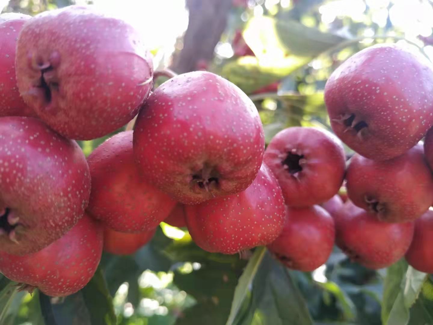 切开的磨盘柿特写展示内部结构