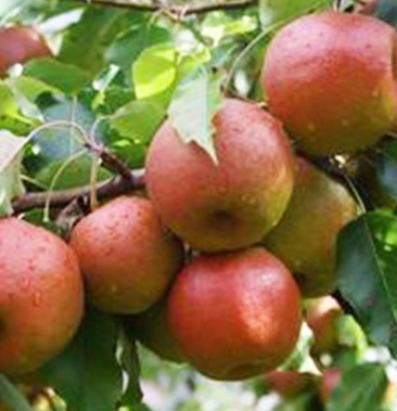 60元/斤 - 一亩田