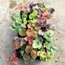 矾根多色系观叶植物矾根盆栽苗租摆花卉批发基地