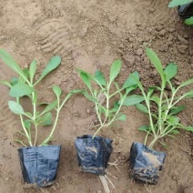 柳叶马鞭草绿化工程花海苗承接中大型花海设计