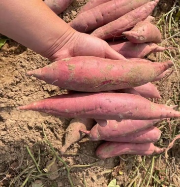 西瓜红蜜薯,产地货源,保质保量,10吨起售