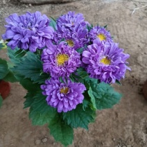 翠菊，丹麦翠菊，产地直发，大量供应精品翠菊