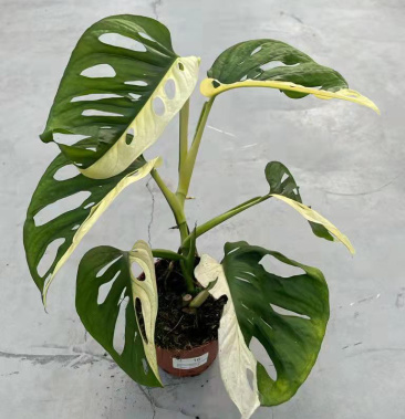 [龟背竹批发]白龟背竹仙洞变异价格16000.00元/棵 - 一亩田