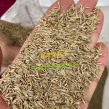 高羊茅草籽进口耐践踏庭院不修剪护坡绿化草皮四季青草坪种子