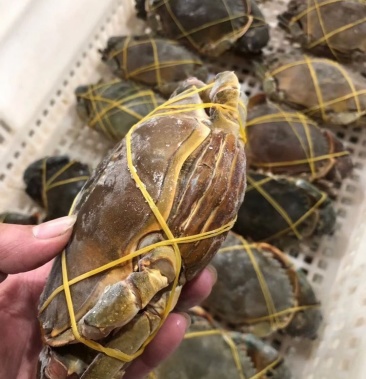 [青蟹批发]冻青蟹膏蟹肉蟹越南螃蟹冻蟹冻螃蟹冰冻食材冰鲜青蟹批发