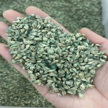 草坪草籽进口野牛草种子耐寒耐旱机场专用高速道路护坡固土