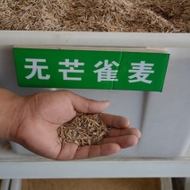 无芒雀麦种子多年生耐寒草四季青畜禽牧草籽猪牛羊驴鸡鹅兔鱼