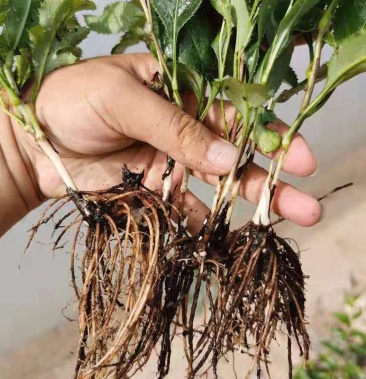 苍术苗苍术苗苗苍术药材苗