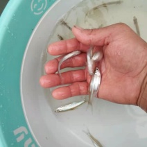 翘嘴白鱼苗淡水白鱼、水产/翘嘴鲌鱼(壳)保证质量