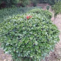 精品海桐球冠幅60-120现货农户自产自销
