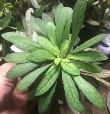 [地胆批发]白花地胆头价格80.00元/斤 - 一亩田