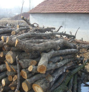 大量苹果木需要的联系