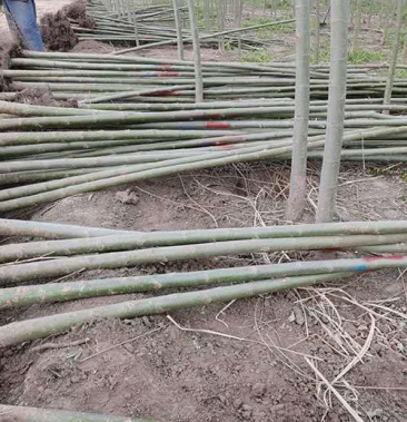 [柳树苗批发]竹柳树苗预定价格2.40元/棵 - 一亩田