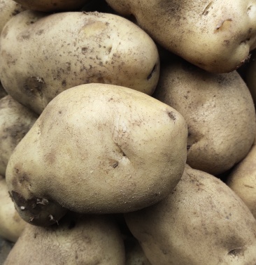 自产226土豆 黄皮黄心 口感鲜美