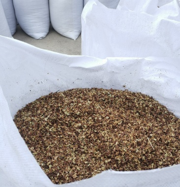 虎杖种子优质种子种苗产品包出芽率包成活