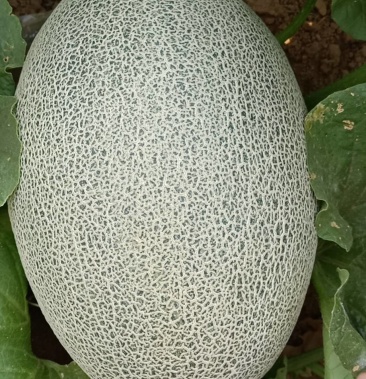 新疆《哈密瓜》西州蜜17号,口感脆甜,果型美观,产地供应