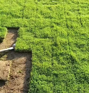 [草皮批發]湖南郴州馬尼拉草塊 結縷草 批發價格3.