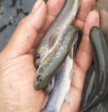 批發]華鯪(青龍棒青杆魚)野鯪魚光唇魚雅魚胭脂魚白甲鱤魚老虎魚價格