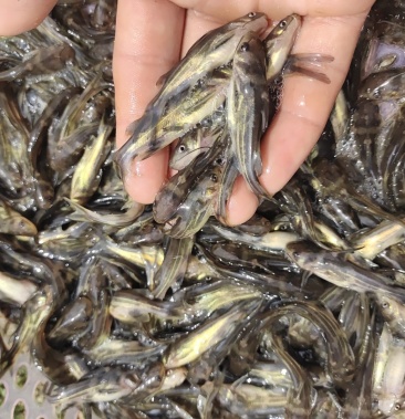 苹果柑桔热搜词更多更多更多更多更多更多更多更多全部品类