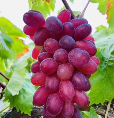 [红提批发]紫玉提子价格4.00元/斤 - 一亩田