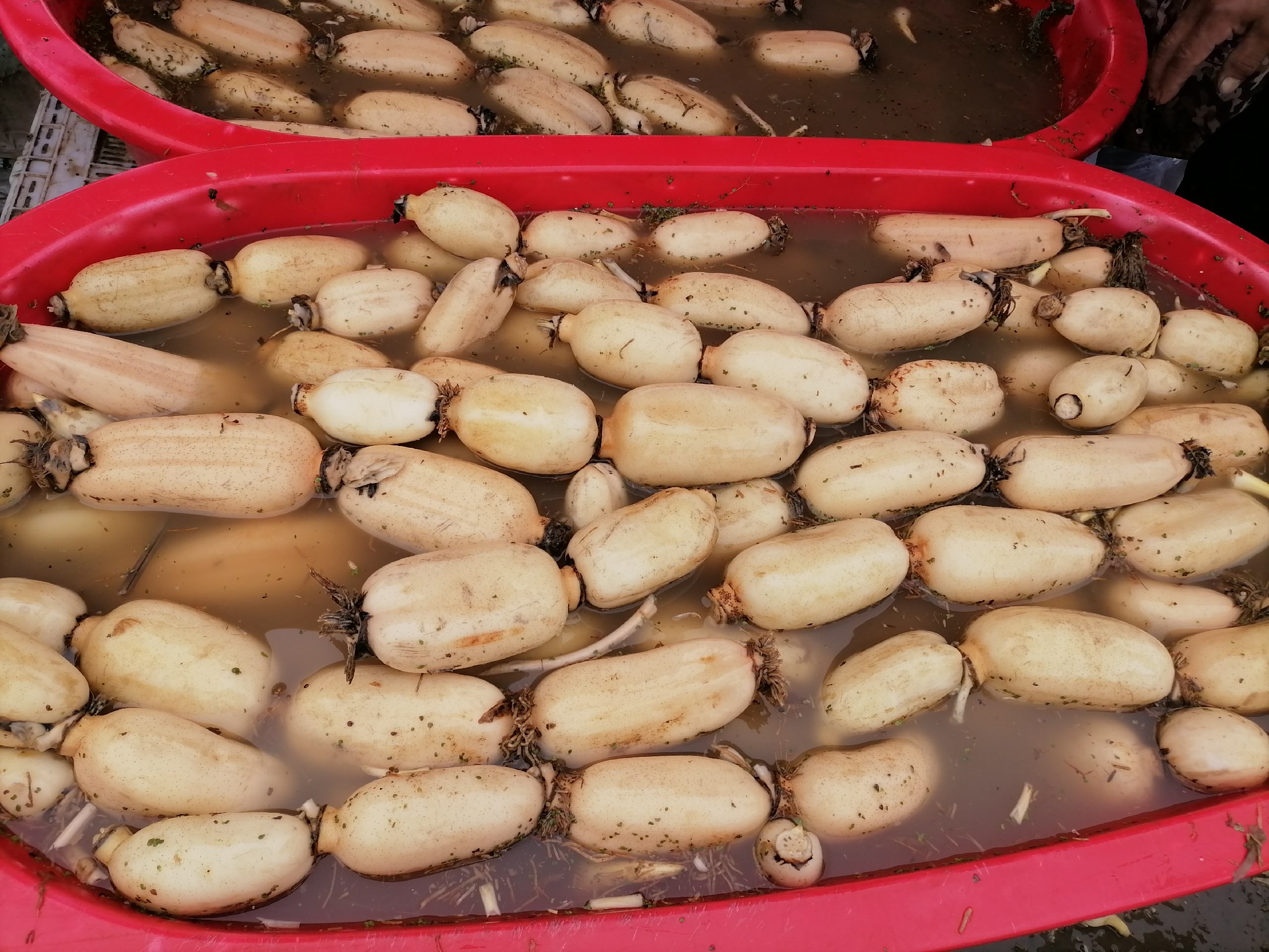 白莲藕切片泡在醋水中的过程图