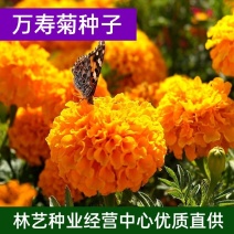 万寿菊种子耐寒草花万寿菊花种子四季播种园艺园林景观工程绿