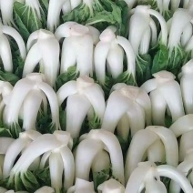 奶白菜有量的老板来，量大从优