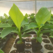 宝岛香蕉苗，粉蕉苗，红蕉苗，苹果蕉苗，西贡蕉苗等