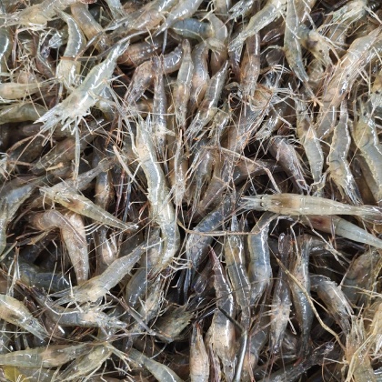 山东临沂河虾价格行情走势 - 一亩田