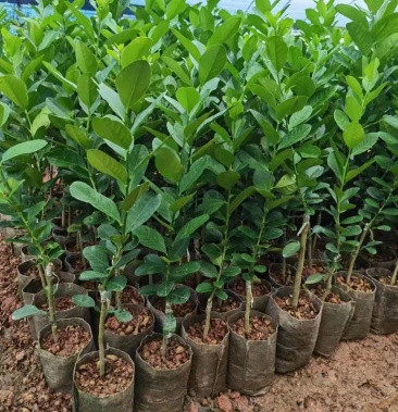 广东无籽香水柠檬苗