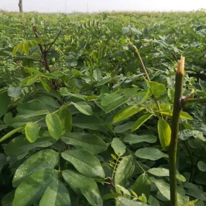 商洛刺槐苗价格行情走势 - 一亩田