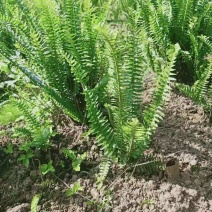 肾蕨排骨草基地蜈蚣草肾蕨苗肾蕨地苗肾蕨绿化苗