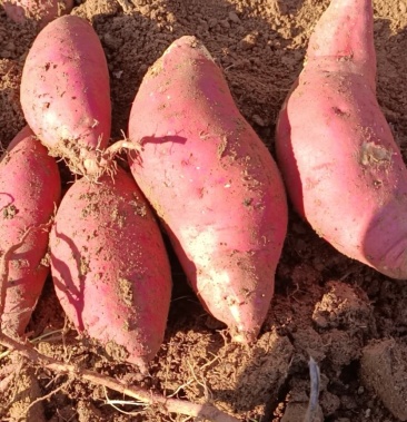 303红薯口感甜面做稀饭蒸着考着吃都非常好