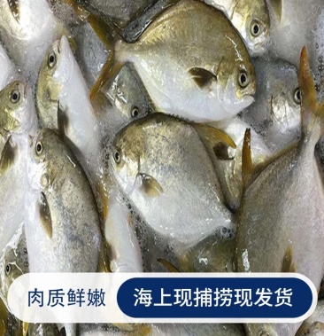 深海金鲳鱼黄立鲳鲳鱼一箱20斤净含量16斤一条46两