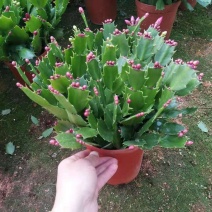 多色蟹爪兰盆栽带花苞四季开花卉好养重瓣螃蟹抓莲花苗室内绿