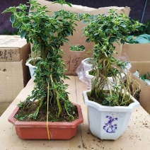 提根金边六月雪造型花卉盆栽榕树绿宝微型盆景开花盆景鲜花植