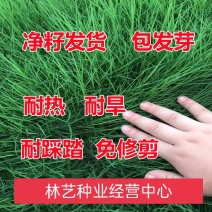 狗牙根草坪种子孑耐寒耐践踏不修剪四季常青低矮绿化工程常用