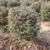 大量出售火棘球，欢迎来实地看货，大小规格都有货