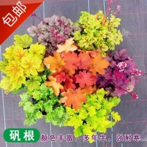 矾根盆栽绿植花卉室内外阳台庭院地栽耐热耐寒四季彩叶养不死