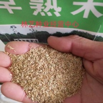 早熟禾种子