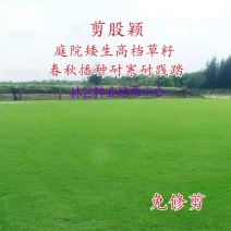 匍匐剪股颖草籽免修剪庭院矮生四季青北方耐寒高档别墅高尔夫