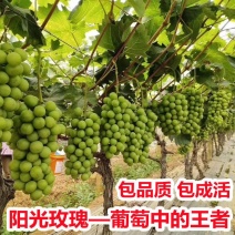 甜蜜蓝宝石葡萄苗南方种植蓝钻石盆栽地栽葡萄树苗葡萄树大苗