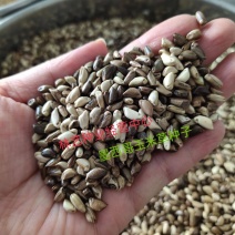 墨西哥玉米草种牧草种籽四季养殖多年生再生进口猪牛羊兔畜禽