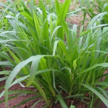 黑麦草子种多年生四季高产牧草种子畜牧养殖草籽鸡鸭牛羊鱼草